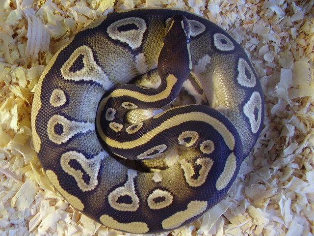mojave