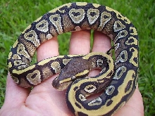 mojo female 1