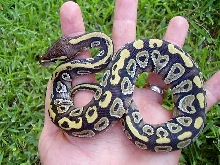 mojo female 1-2