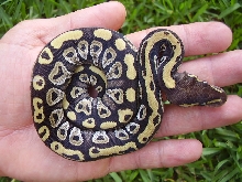 female mojave 1