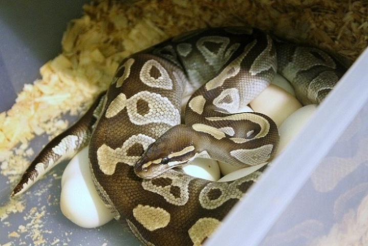 Mojave on eggs