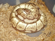 mojo spider on eggs