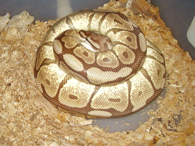 mojo spider on eggs