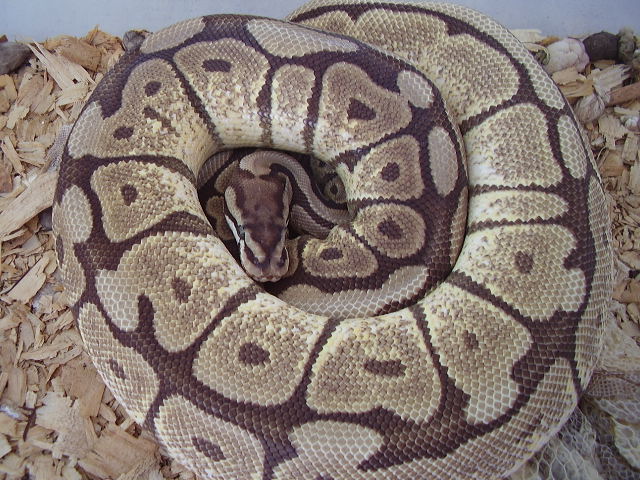 mojo spider about to lay