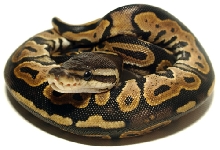 female cinny