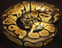 female pastel