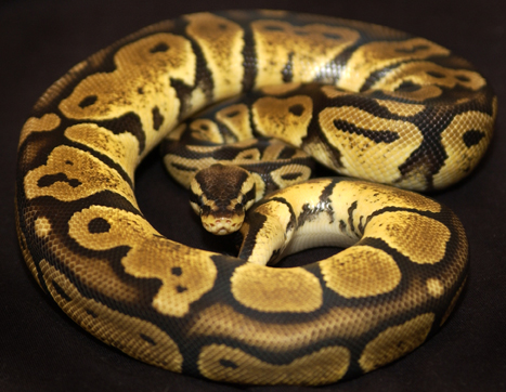 female pastel
