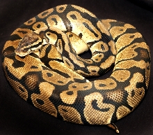 male pastel