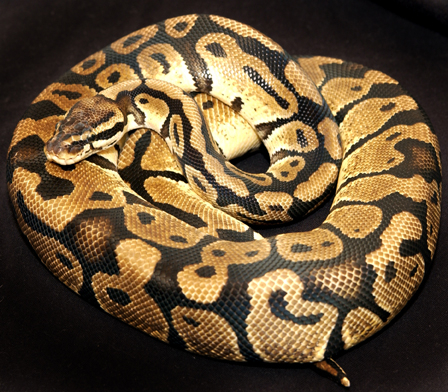 male pastel