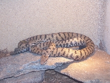 Vipera aspis francisciredi, copulating