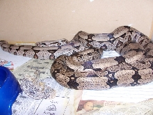 Bolivian silverbacks breeding