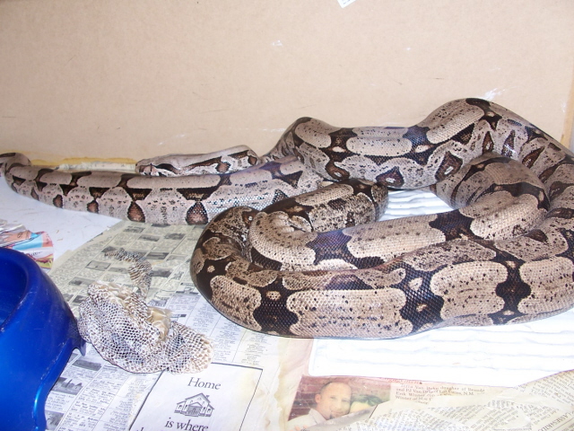 Bolivian silverbacks breeding