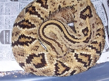 Crotalus simus simus