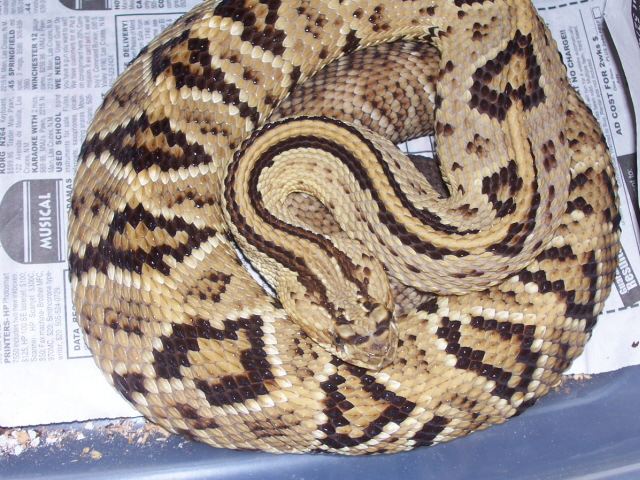 Crotalus simus simus