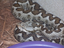 V. a. meridionalis
