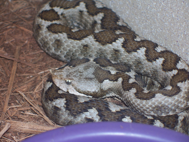 V. a. meridionalis
