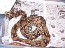 Adult female tarahumara boa