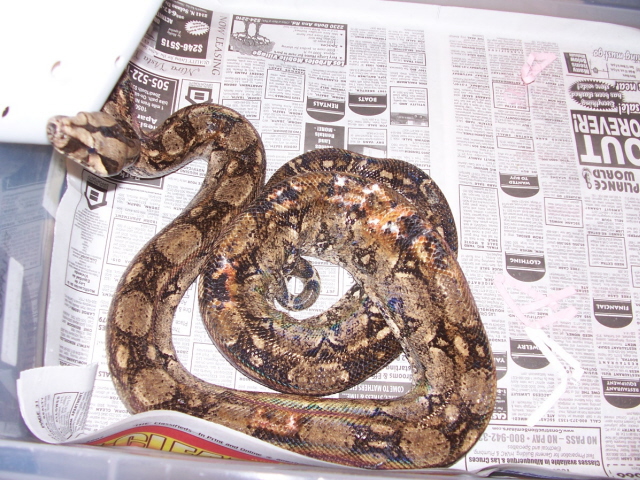 Adult female tarahumara boa