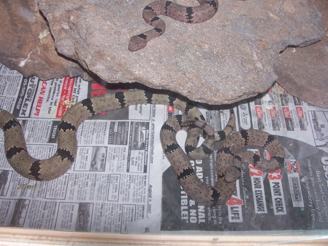 Florida Mtn klauberi copulating