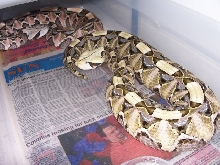 B. g. rhinocerus pair.. awesome green !