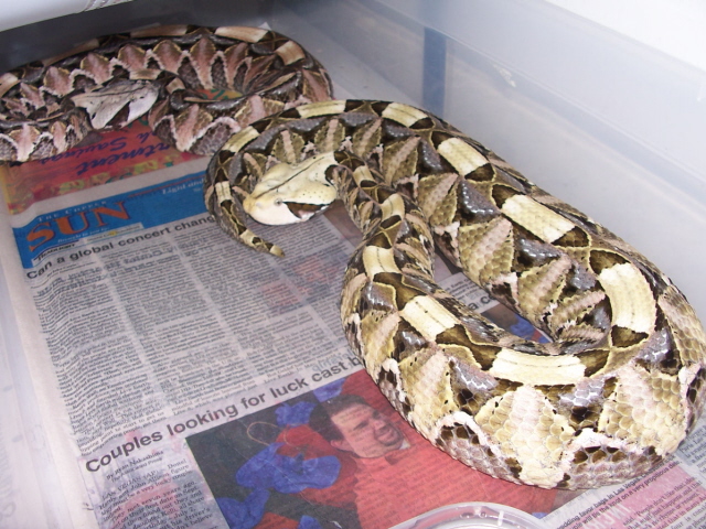 B. g. rhinocerus pair.. awesome green !