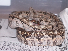 Tarahumara Boa