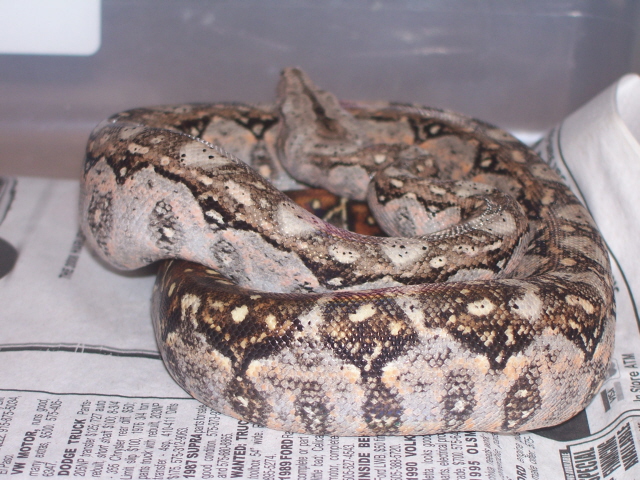 Tarahumara Boa