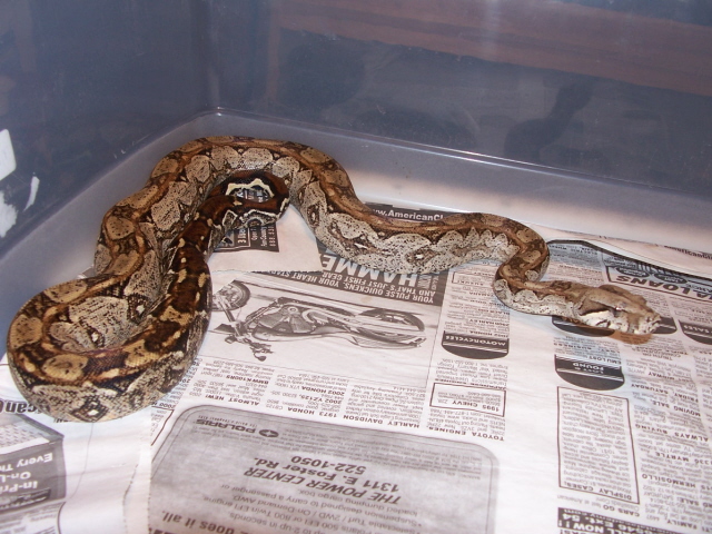 male tarahumara boa