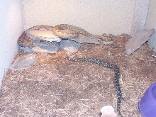 Vipera ammodytes meridionalis housing