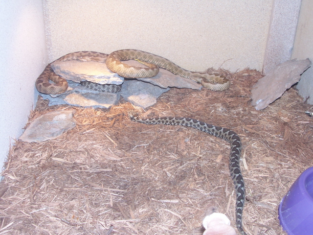 Vipera ammodytes meridionalis housing