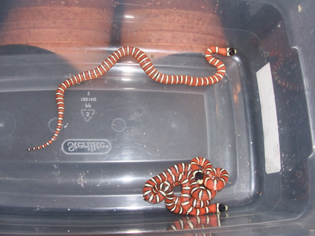 Chiricahua pyromelana hatchlings