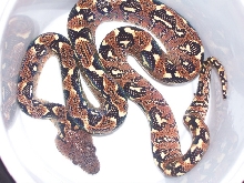 Sanzinia Madagascarensis
