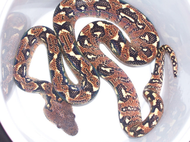 Sanzinia Madagascarensis