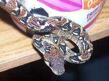 Sanzinia Madagascarensis pic 2