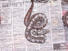 Tarahumara Boa