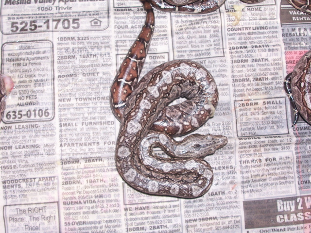 Tarahumara Boa