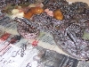 Tarahumara boa birth