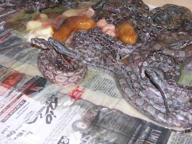 Tarahumara boa birth