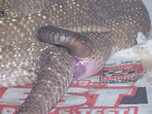 C. vegrandis copulating