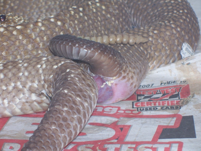 C. vegrandis copulating