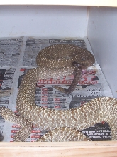 C.vegrandis copulating