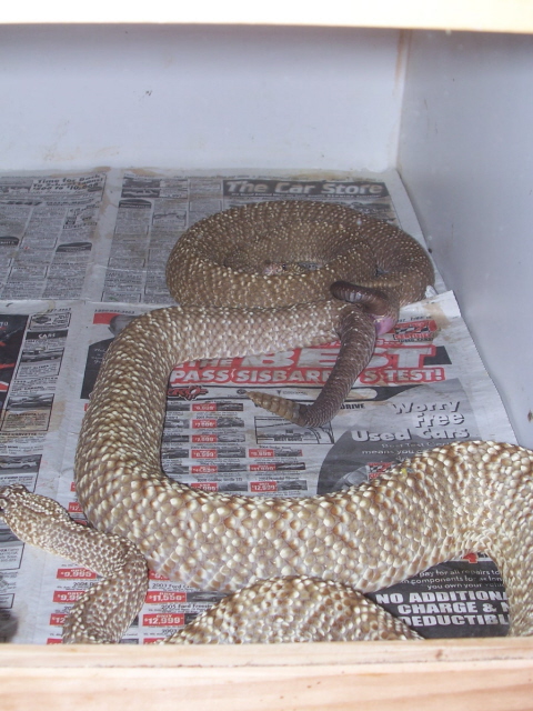 C.vegrandis copulating