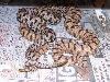 Vipera aspis francisciredi, copulating