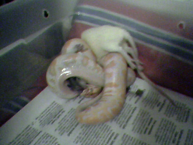 Baby albino burm