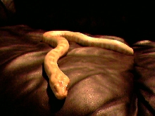 Baby albino burm