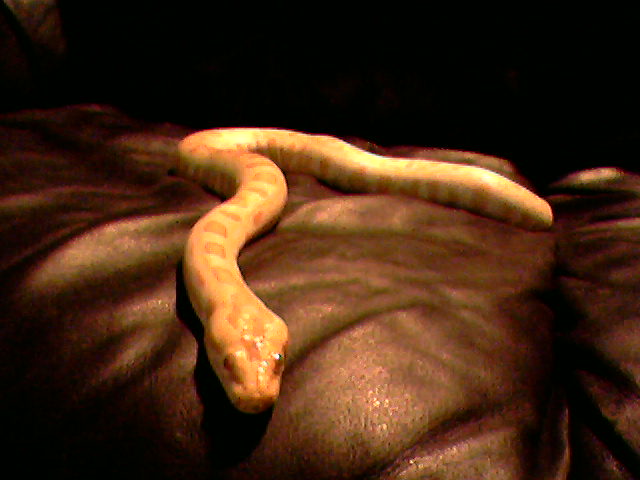 Baby albino burm