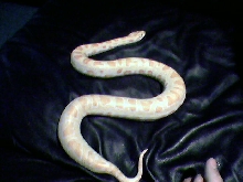 Baby albino burm