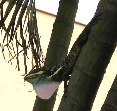 Wild Knight Anole