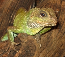 Water Dragon
