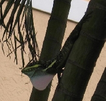 Large Wild Anole